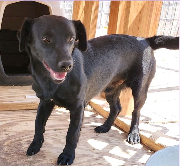 adoptable Dog in Los Lunas, NM named Kristyna's Bob