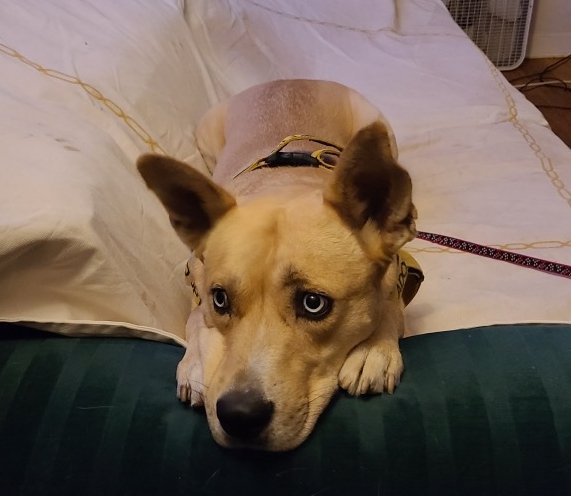 adoptable Dog in Los Lunas, NM named Diane's Kita