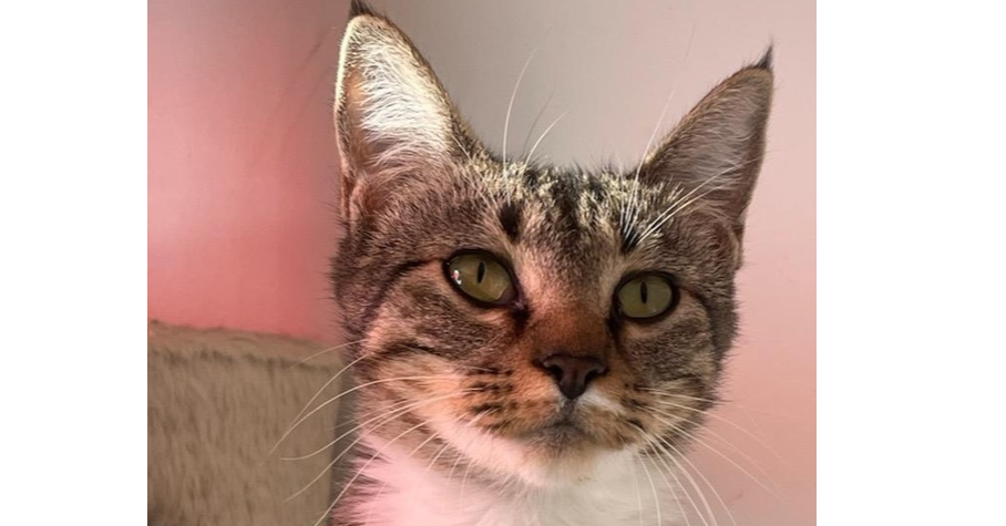 adoptable Cat in Los Lunas, NM named Darcy