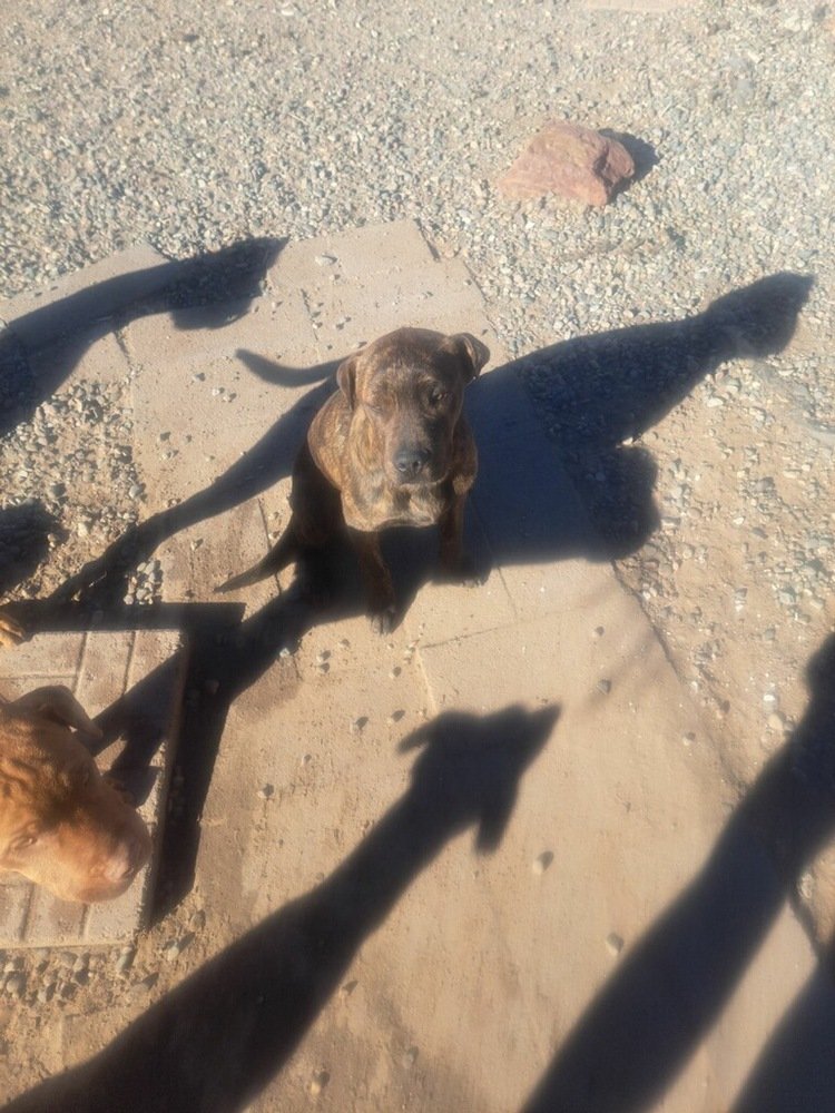 adoptable Dog in Los Lunas, NM named Lisa's Jammi