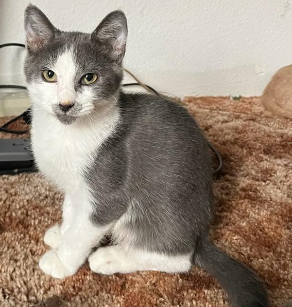adoptable Cat in Los Lunas, NM named Carolyn's Shadow