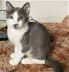 adoptable Cat in , NM named Carolyn