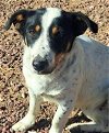 adoptable Dog in , NM named Sonia