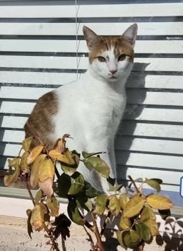 adoptable Cat in Los Lunas, NM named Dash