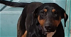 adoptable Dog in los lunas, NM named Dobie