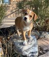adoptable Dog in los lunas, NM named Doreen