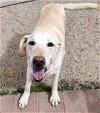 adoptable Dog in los lunas, NM named Deneen