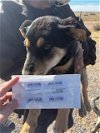 adoptable Dog in , NM named Shep #1 - 5663 (Male)