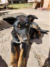 adoptable Dog in , NM named Browser Shep #1 - 5663 (Male)