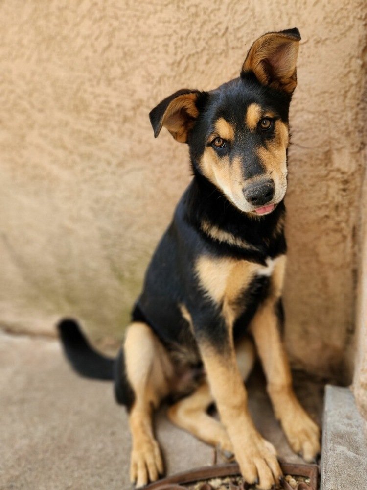 adoptable Dog in Los Lunas, NM named Benny Shep #2  - 5664