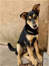 adoptable Dog in , NM named Benny Shep #2  - 5664