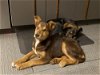 adoptable Dog in , NM named Shep #3 Caramel  - 5665