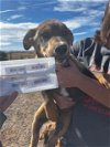 adoptable Dog in , NM named Shep #4 - 5660