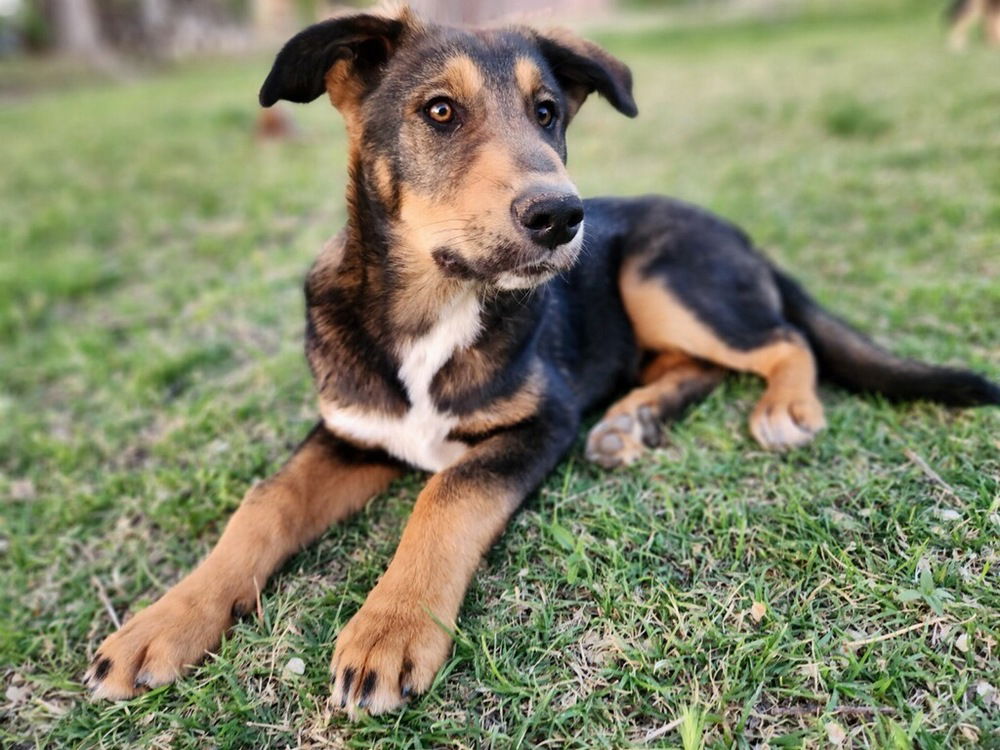 adoptable Dog in Los Lunas, NM named Billy Shep #4 - 5660