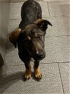 adoptable Dog in , NM named Shep #7  Strawberry - 5662