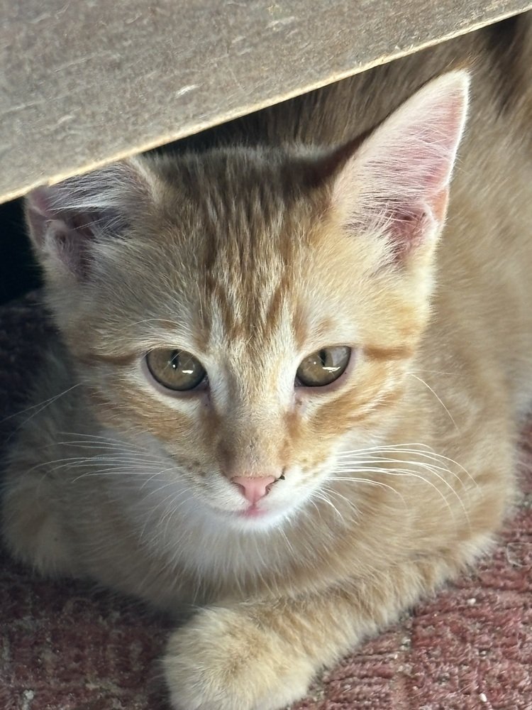adoptable Cat in Los Lunas, NM named Melodie's Ogden