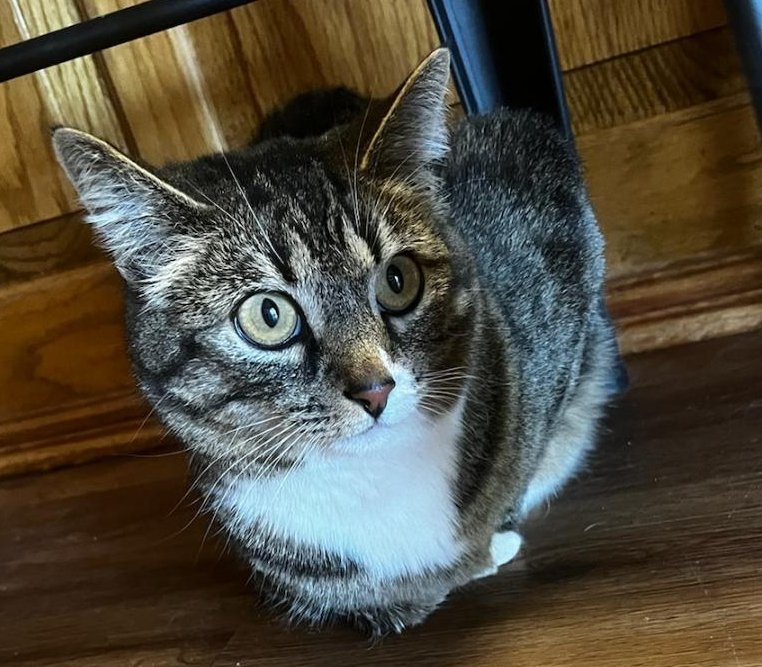 adoptable Cat in Los Lunas, NM named Shannon's Lucy