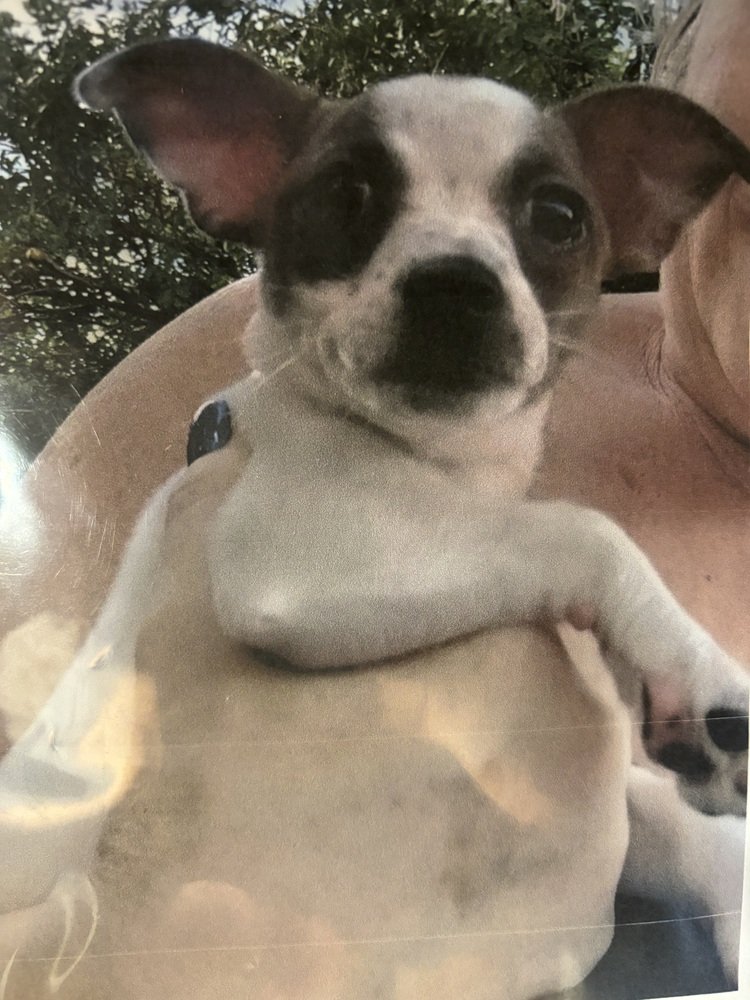 adoptable Dog in Los Lunas, NM named Lisa's Annie