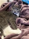 adoptable Cat in los lunas, NM named Gingerâs Evander
