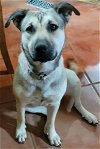 adoptable Dog in los lunas, NM named DOG