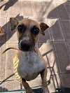 adoptable Dog in , NM named Lisa