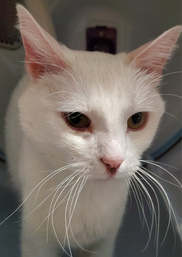 adoptable Cat in Los Lunas, NM named Casper