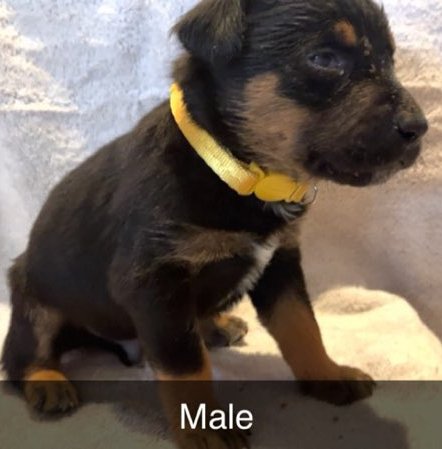 adoptable Dog in Los Lunas, NM named Rotti-Terrier #2 Male (Yellow Solid Collar)