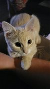 adoptable Cat in los lunas, NM named Gladysâs Pebbles