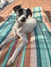 adoptable Dog in Los Lunas, NM named Lisa