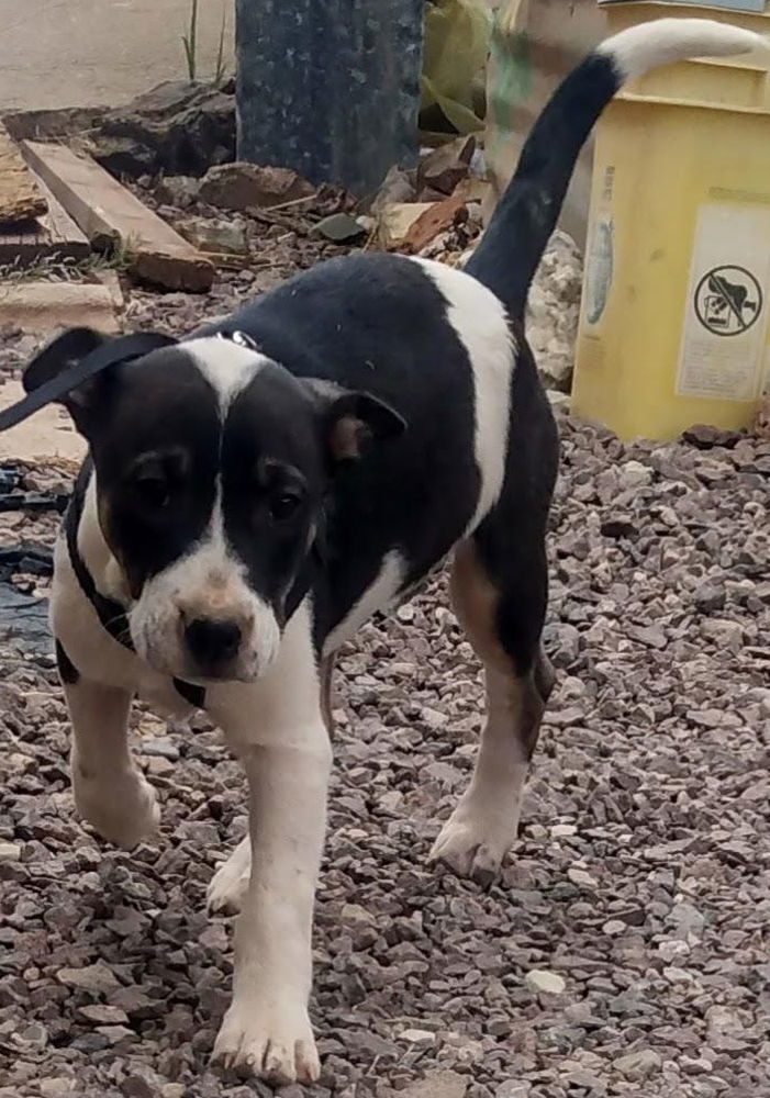 adoptable Dog in Los Lunas, NM named Erin's Freckles