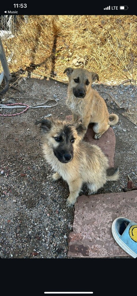 adoptable Dog in Los Lunas, NM named Lisa's Minks