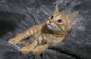 adoptable Cat in , NM named Ashleyâs Nibblet