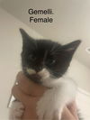 adoptable Cat in , NM named Gemelli