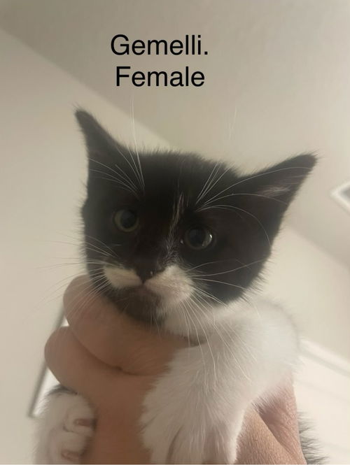 picture of the cat needing adoption