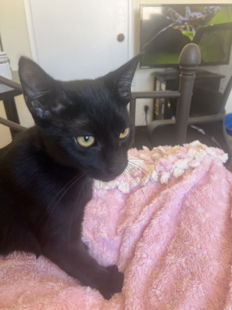 adoptable Cat in Los Lunas, NM named Rigatoni