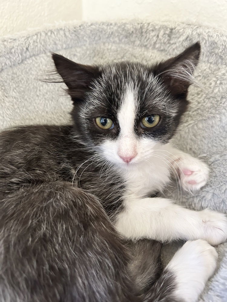 adoptable Cat in Los Lunas, NM named Flower