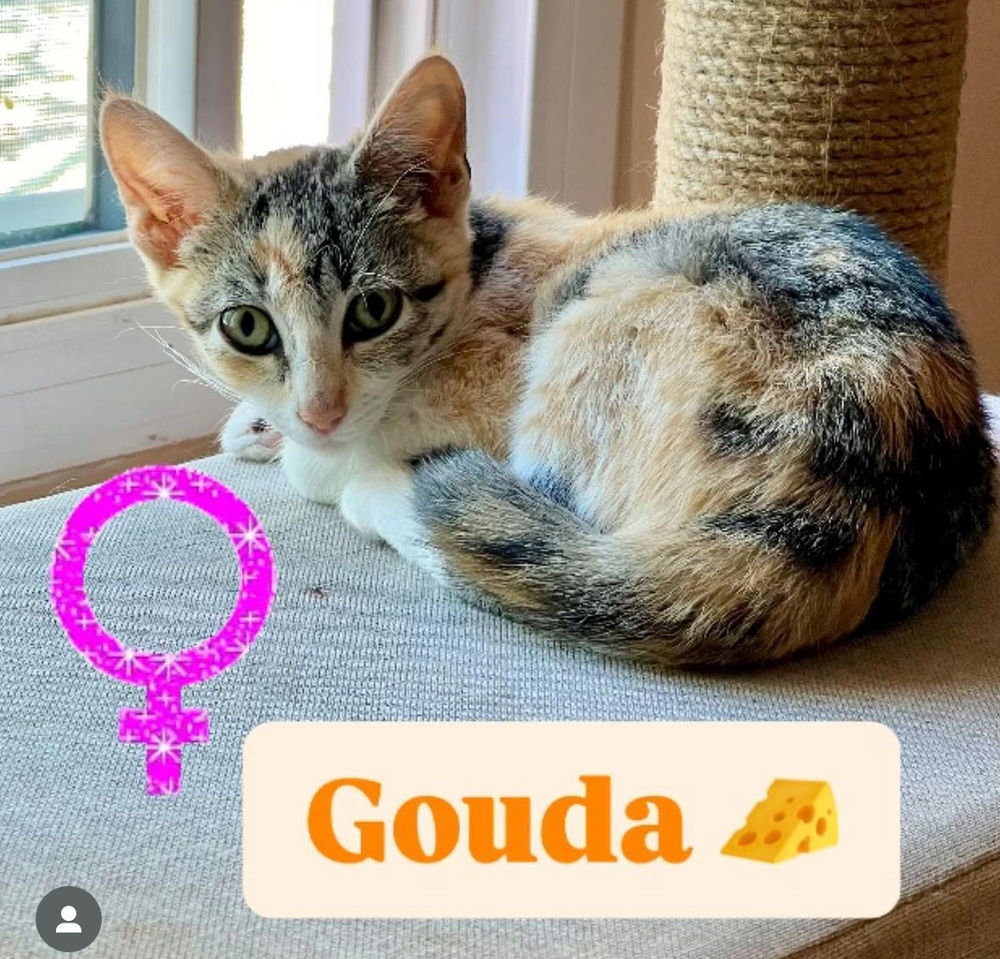 adoptable Cat in Los Lunas, NM named Arynâs Gouda