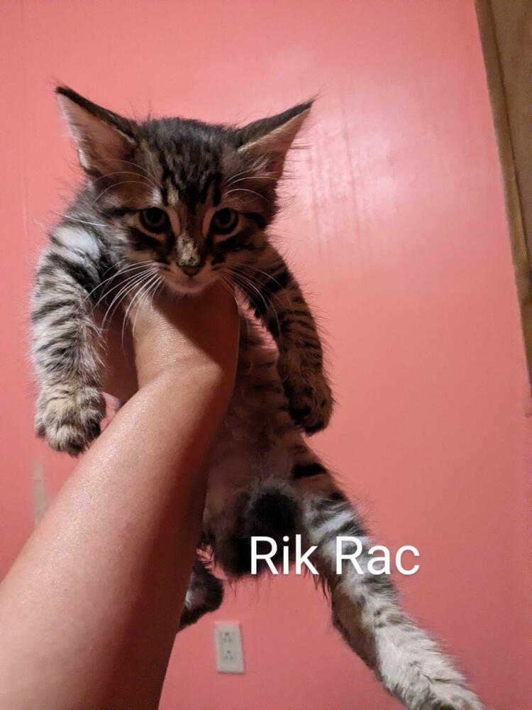 adoptable Cat in Los Lunas, NM named Felicia's Ric Rak