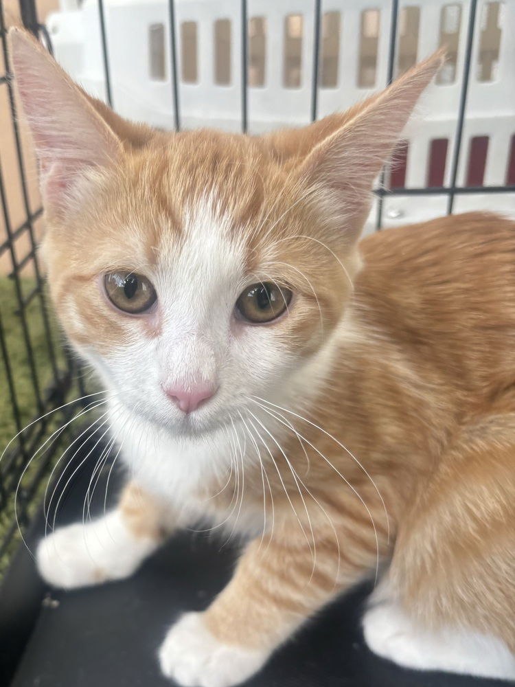 adoptable Cat in Los Lunas, NM named Melodie's Cornelius