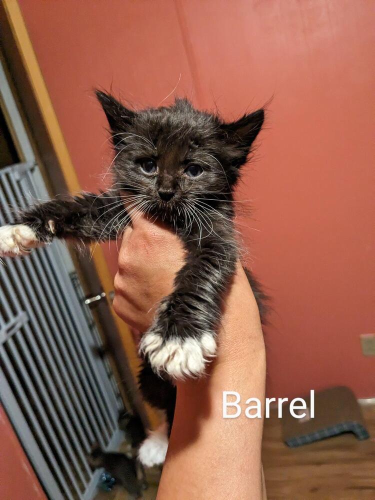 adoptable Cat in Los Lunas, NM named Felicia's Barrel