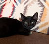 adoptable Cat in , NM named Feliciaâs December