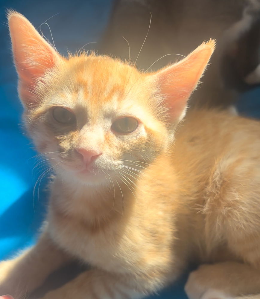 adoptable Cat in Los Lunas, NM named Melodie's OMalley