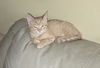 adoptable Cat in , NM named Ashleyâs Sammy Zayn