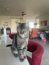 adoptable Cat in , NM named Bailey