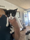 adoptable Cat in , NM named Feliciaâs Oreo