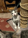 adoptable Cat in , NM named Leslieâs China