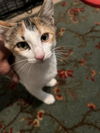 adoptable Cat in , NM named Leslieâs Miss OâReilly