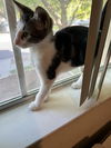 adoptable Cat in , NM named Leslieâs Sebastian