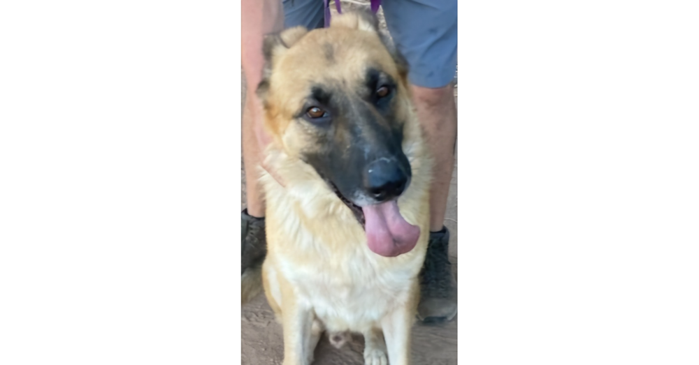 adoptable Dog in Los Lunas, NM named Marion's Jack