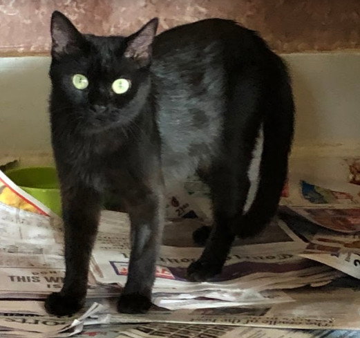 Eclipse, Domestic Short Hair